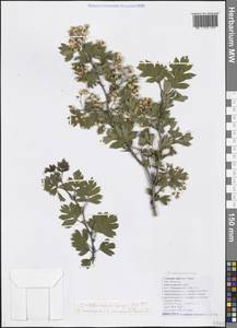 Crataegus × rubrinervis Lange, Кавказ, Черноморское побережье (от Новороссийска до Адлера) (K3) (Россия)