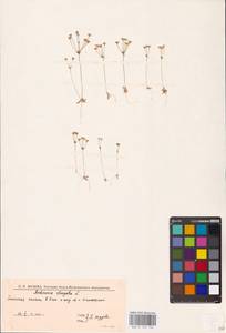 Проломник удлиненный L., Восточная Европа, Нижневолжский район (E9) (Россия)