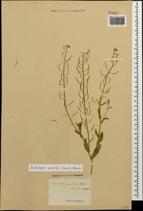 Sisymbrium pumilum Stephan, Кавказ, Азербайджан (K6) (Азербайджан)