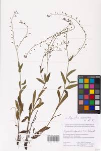 MHA 0 153 020, Myosotis alpestris subsp. suaveolens (Waldst. & Kit. ex Willd.) Strid, Восточная Европа, Ростовская область (E12a) (Россия)