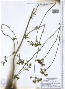 Xanthoselinum alsaticum subsp. venetum (Spreng.) Reduron, Charpin & Pimenov, Западная Европа (EUR) (Италия)