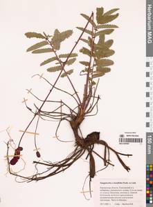 Черноголовник тонколистный (Fisch. ex Link) Franch. & Sav., Сибирь, Чукотка и Камчатка (S7) (Россия)