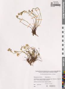 Смеловския якутская (Botsch. & Karav.) Al-Shehbaz & Warwick, Сибирь, Чукотка и Камчатка (S7) (Россия)