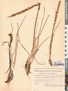 Триостренник приморский L., Сибирь, Дальний Восток (S6) (Россия)