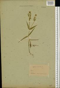 Rabelera holostea (L.) M. T. Sharples & E. A. Tripp, Восточная Европа, Белоруссия (E3a) (Белоруссия)