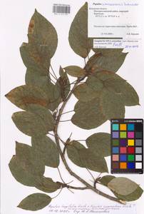 Populus longifolia × suaveolens, Восточная Европа, Центральный район (E4) (Россия)