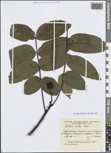 Орех грецкий L., Средняя Азия и Казахстан, Памир и Памиро-Алай (M2) (Таджикистан)