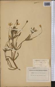Platystemon californicus Benth., Америка (AMER) (США)