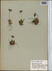 Primula warshenewskiana subsp. olgae (Regel) Halda, Средняя Азия и Казахстан, Северный и Центральный Тянь-Шань (M4) (Киргизия)