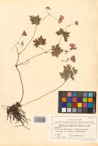 Герань йезская Franch. & Sav., Сибирь, Дальний Восток (S6) (Россия)