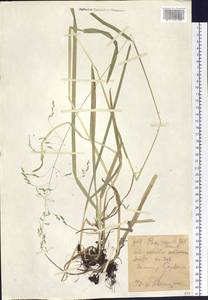 Мятлик расставленный Forselles, Сибирь, Западный (Казахстанский) Алтай (S2a) (Казахстан)