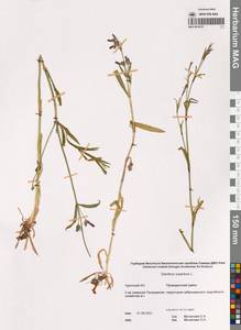 Гвоздика пышная L., Сибирь, Чукотка и Камчатка (S7) (Россия)