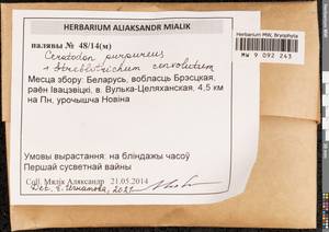 Ceratodon purpureus (Hedw.) Brid., Гербарий мохообразных, Мхи - Белоруссия (B2) (Белоруссия)