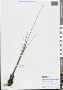 Anarthria gracilis R.Br., Австралия и Океания (AUSTR) (Австралия)