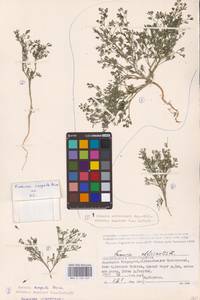 Дымянка Шлейхера Soy.-Will., Восточная Европа, Нижневолжский район (E9) (Россия)