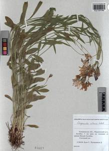 KUZ 004 899, Колокольчик алтайский Ledeb., Сибирь, Алтай и Саяны (S2) (Россия)