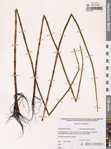 Хвощ приречный, Хвощ топяной L., Сибирь, Якутия (S5) (Россия)