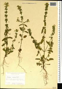 Чистец однолетний (L.) L., Крым (KRYM) (Россия)