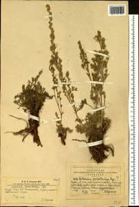 Artemisia pubescens var. monostachya (Bunge ex Maxim.) Y. R. Ling, Сибирь, Алтай и Саяны (S2) (Россия)