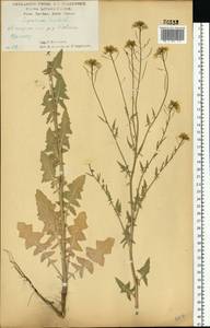 Гулявник Лезеля L., Восточная Европа, Центральный лесостепной район (E6) (Россия)