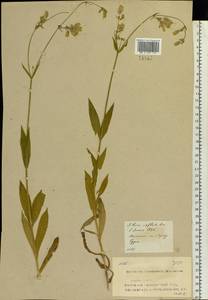 Смолевка обыкновенная, Хлопушка (Moench) Garcke, Восточная Европа, Средневолжский район (E8) (Россия)