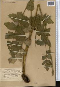 Семеновия опушенноплодная (Regel & Schmalh.) Korovin ex Pimenov & V.N.Tikhom., Средняя Азия и Казахстан, Западный Тянь-Шань и Каратау (M3) (Киргизия)