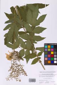 Таволга вязолистная (L.) Maxim., Восточная Европа, Московская область и Москва (E4a) (Россия)