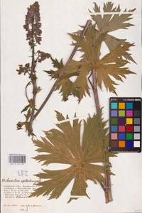 Борец северный Koelle, Восточная Европа, Центральный район (E4) (Россия)