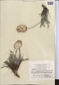 Astragalus willisii Popov, Средняя Азия и Казахстан, Памир и Памиро-Алай (M2) (Туркмения)