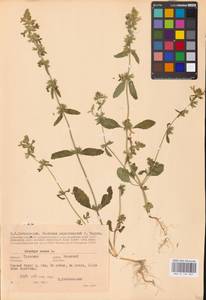 MHA 0 154 827, Чистец однолетний (L.) L., Восточная Европа, Центральный район (E4) (Россия)