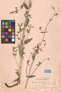 MHA 0 155 655, Котовник голый, Восточная Европа, Центральный лесостепной район (E6) (Россия)