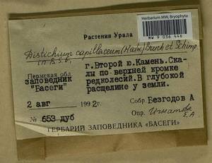 Distichium capillaceum (Hedw.) Bruch & Schimp., Гербарий мохообразных, Мхи - Пермский край, Удмуртия, Свердловская и Кировская области (B8) (Россия)