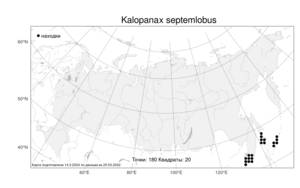 Kalopanax septemlobus, Калопанакс семилопастный (Thunb.) Koidz., Атлас флоры России (FLORUS) (Россия)