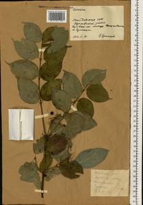 Кизил, Восточная Европа, Молдавия (E13a) (Молдавия)