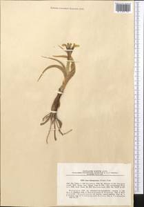 Iris tubergeniana Foster, Средняя Азия и Казахстан, Сырдарьинские пустыни и Кызылкумы (M7) (Казахстан)