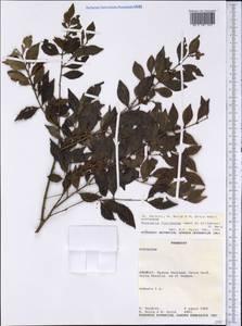 Myrciaria floribunda (West ex Willd.) Berg, Америка (AMER) (Парагвай)