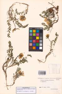 Астрагал душистый Willd., Кавказ, Грузия (K4) (Грузия)