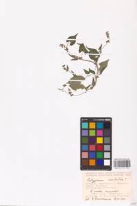 Гречишка вьюнковая (L.) Á.Löve, Восточная Европа, Нижневолжский район (E9) (Россия)