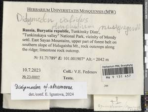 Didymodon abramovae Ignatova & Fedosov, Гербарий мохообразных, Мхи - Прибайкалье и Забайкалье (B18) (Россия)