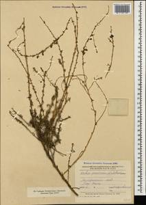 Бассия простертая (L.) Beck, Кавказ, Азербайджан (K6) (Азербайджан)