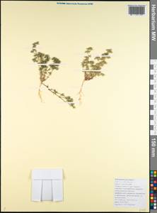 Scleranthus annuus subsp. polycarpos (L.) Thell., Кавказ, Краснодарский край и Адыгея (K1a) (Россия)