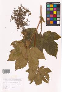 Таволга камчатская (Pall.) Maxim., Сибирь, Дальний Восток (S6) (Россия)