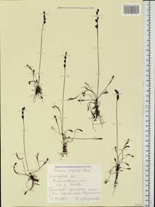 Drosera × anglica Huds., Восточная Европа, Северный район (E1) (Россия)