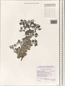 Forsskaolea tenacissima L., Зарубежная Азия (ASIA) (Израиль)