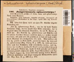 Solenostoma sphaerocarpum (Hook.) Steph., Гербарий мохообразных, Мхи - Западная Европа (BEu) (Венгрия)