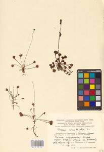 Росянка круглолистная L., Восточная Европа, Литва (E2a) (Литва)