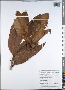 Lithocarpus campylolepis A.Camus, Зарубежная Азия (ASIA) (Вьетнам)
