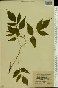 Малина обыкновенная L., Восточная Европа, Московская область и Москва (E4a) (Россия)