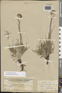 Наголоватка Ледебура Bunge, Восточная Европа, Волжско-Камский район (E7) (Россия)