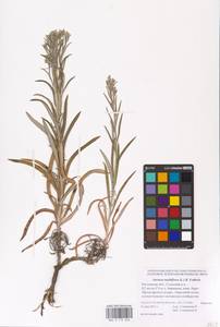 Наголоватка многоцветковая (L.) B. Fedtsch., Восточная Европа, Ростовская область (E12a) (Россия)